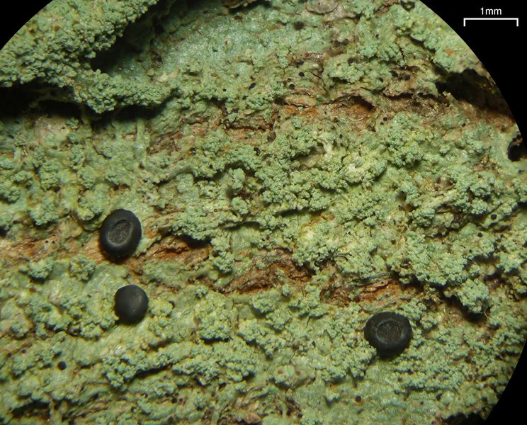 Megalospora porphyritis