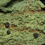 Megalospora porphyritis
