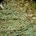 Megalospora porphyritis