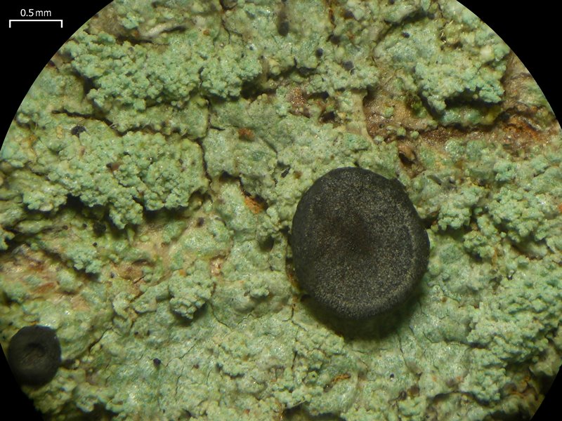 Megalospora porphyritis