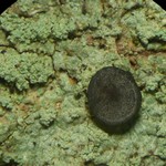 Megalospora porphyritis