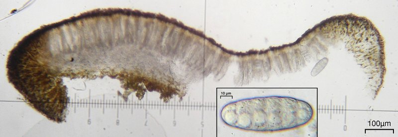 Megalospora porphyritis