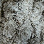 Aspicilia verrucosa