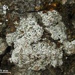 Aspicilia verrucosa