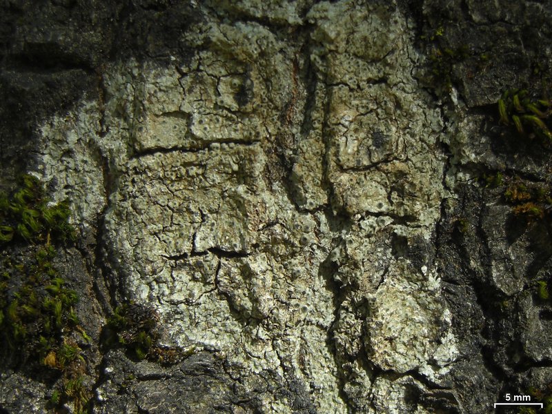 Aspicilia verrucosa