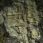 Aspicilia verrucosa