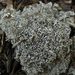 Aspicilia verrucosa