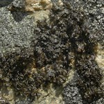Melanelia culbersonii