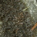 Melanelia culbersonii