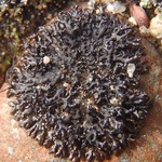 Melanelia stygia