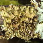 Melanelixia albertana