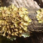 Melanelixia albertana
