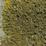 Melanelixia californica