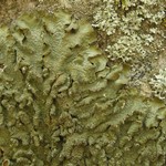 Melanelixia californica