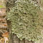 Melanelixia californica
