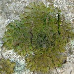 Melanelixia californica