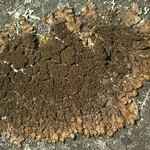 Melanelixia fuliginosa