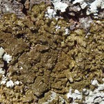 Melanelixia fuliginosa