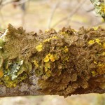 Melanelixia fuliginosa