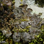 Melanelixia subargentifera