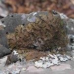 Melanelixia subaurifera