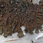 Melanelixia subaurifera