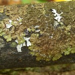 Melanelixia subaurifera