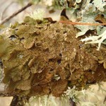 Melanelixia subaurifera