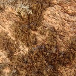 Melanelixia subaurifera