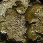 Melanohalea elegantula