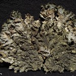 Melanohalea elegantula