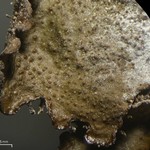 Melanohalea elegantula