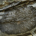 Melanohalea elegantula
