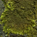 Melanohalea elegantula