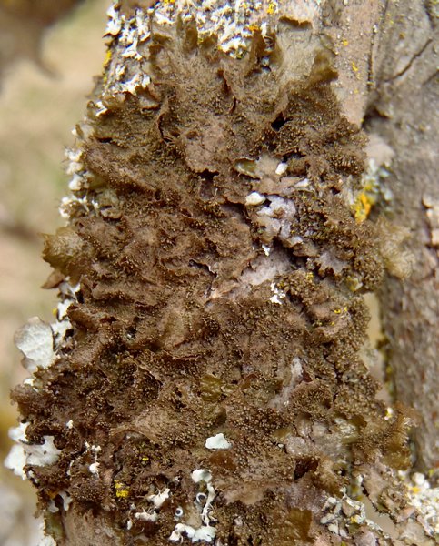 Melanohalea exasperatula