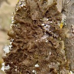 Melanohalea exasperatula