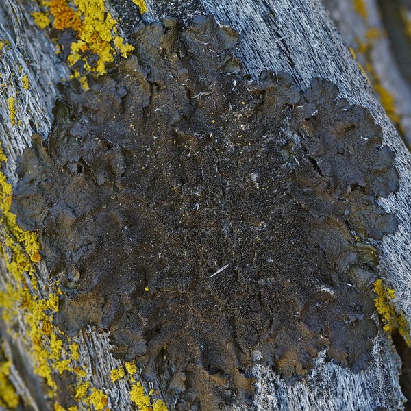 Melanohalea exasperatula