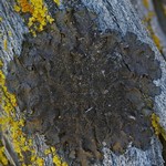 Melanohalea exasperatula