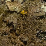 Melanohalea exasperatula