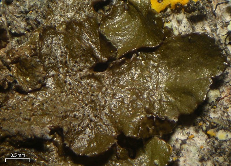 Melanohalea exasperatula