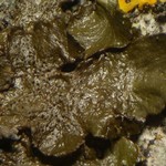 Melanohalea exasperatula