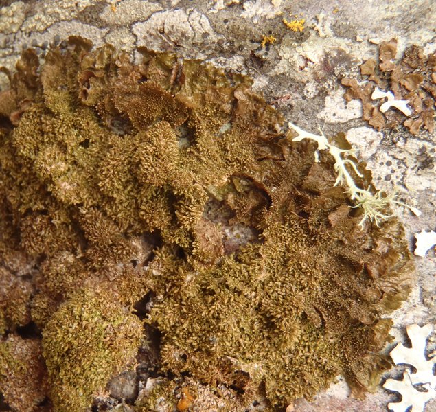 Melanohalea exasperatula