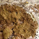 Melanohalea exasperatula
