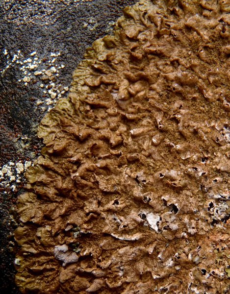 Melanohalea infumata