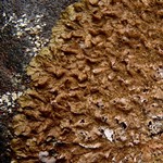 Melanohalea infumata