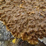 Melanohalea infumata