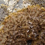Melanohalea infumata