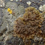 Melanohalea infumata