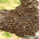 Melanohalea multispora