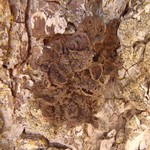 Melanohalea multispora